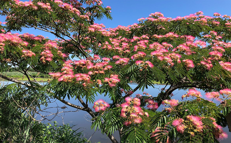 Hợp hoan bì (Albizia julibrissin)